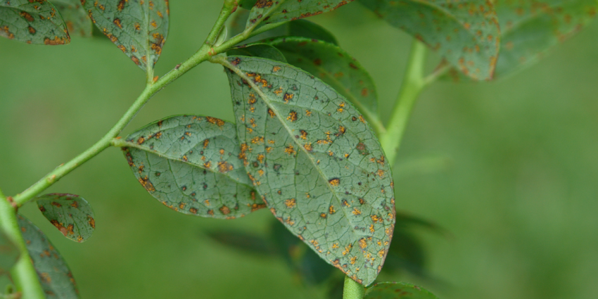 close up of blueberry leaf with rust on it