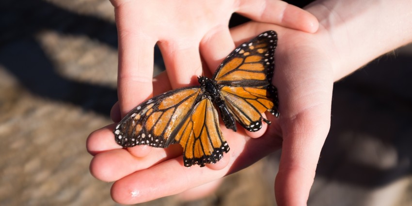 Image of a butterfly nestled in someone's hand