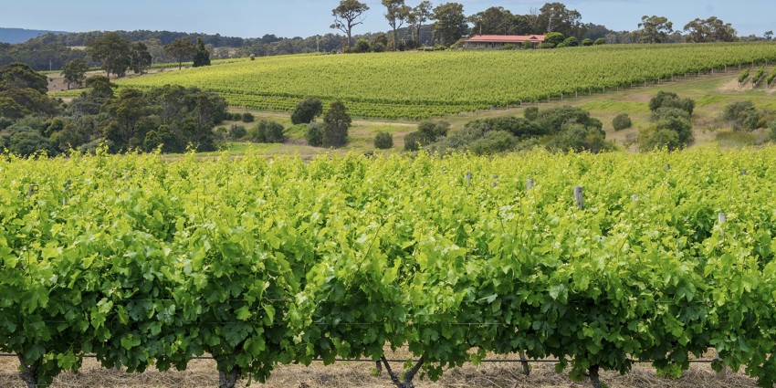 Image of Margaret River grape vines in winery overlooking valley