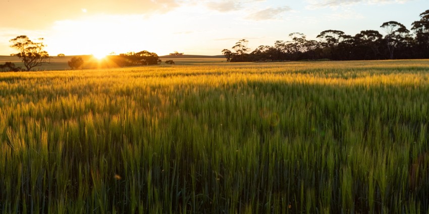 Image of a wheat crop in Western Australia