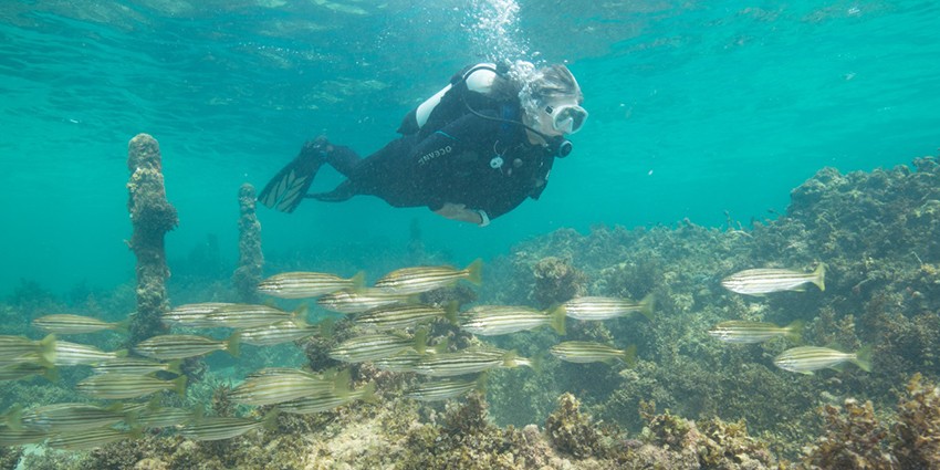 diver swimming with a school of fish at Maritime Trail