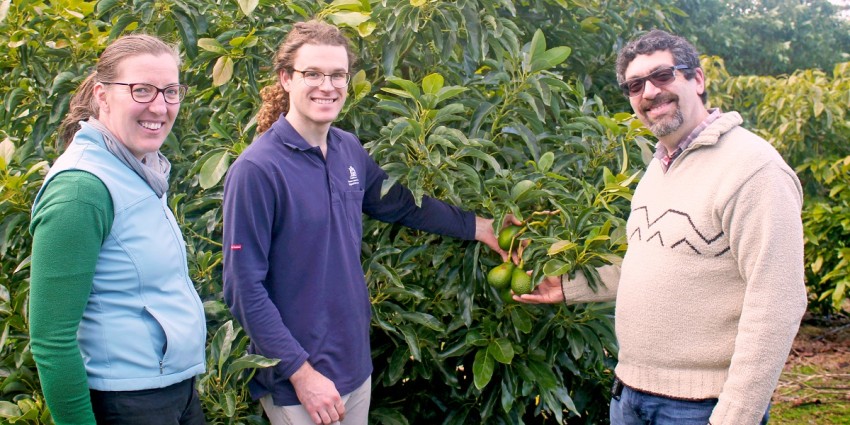 Three DPIRD staff standing next to fruiting avocado tree
