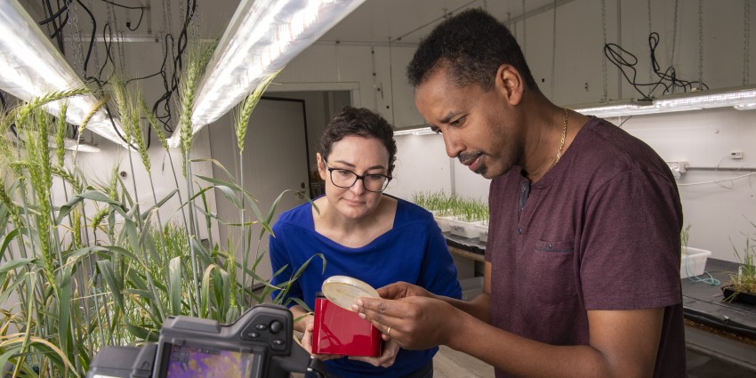 DPIRD research scientists Esther Walker and Dr Amanuel Bekuma examine a specimen for a new qPCR test to identify and quantify ice nucleating bacteria, which elevate the frost risk to plants.