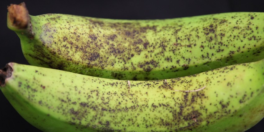 Close up image of two freckled banana fruit