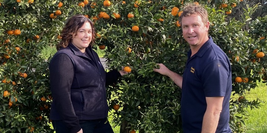 Two DPIRD staff members stand next fruiting mandarin tree