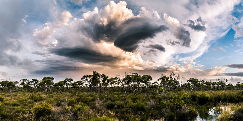 Cloudy Bushland