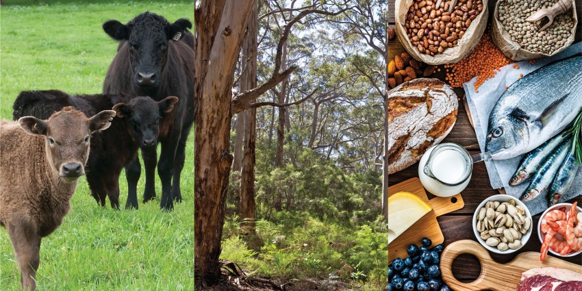 BAM Act review banner composed of three pictures: Cattle, trees and food platter.