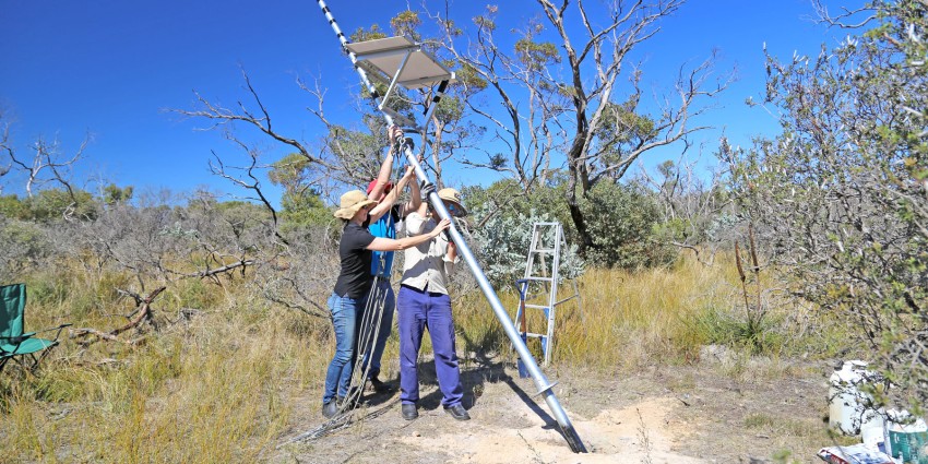 Team install acoustic detection tower for starlings at Bremer Bay site.