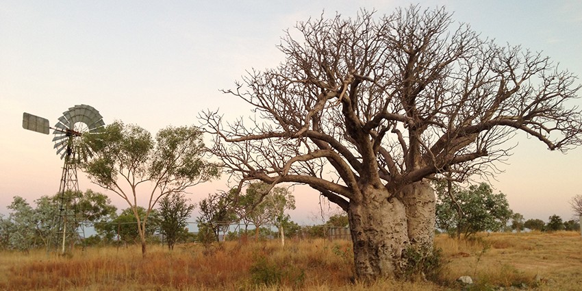 Large tree in a dry field