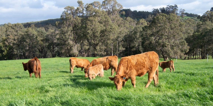Limousin cattle on green pasture in Brunswick