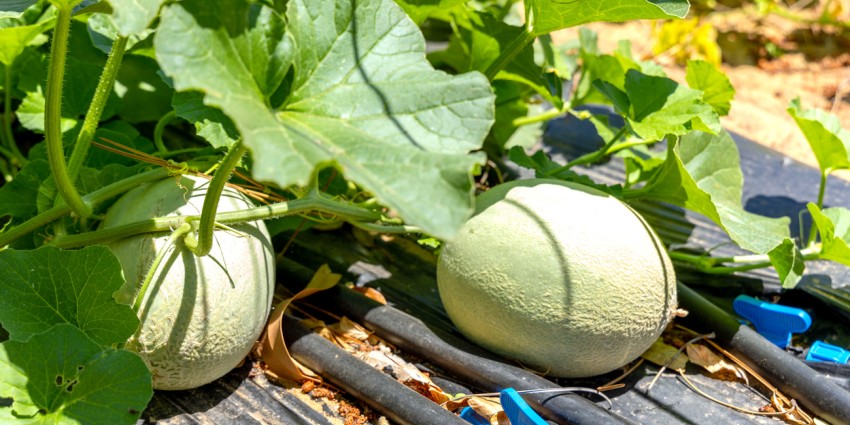 Rockmelon fruiting along crop management system
