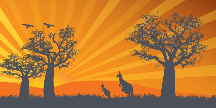 silhouette of two kangaroos in a field, standing upright between several boab trees.