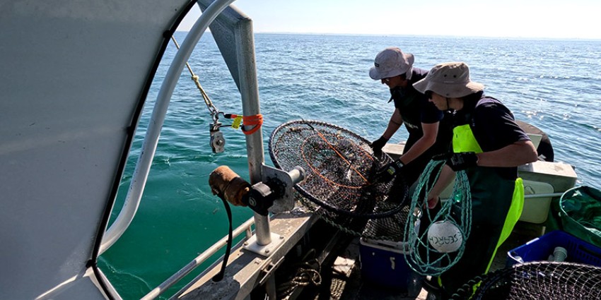 Researchers on deck with hourglass crab traps.