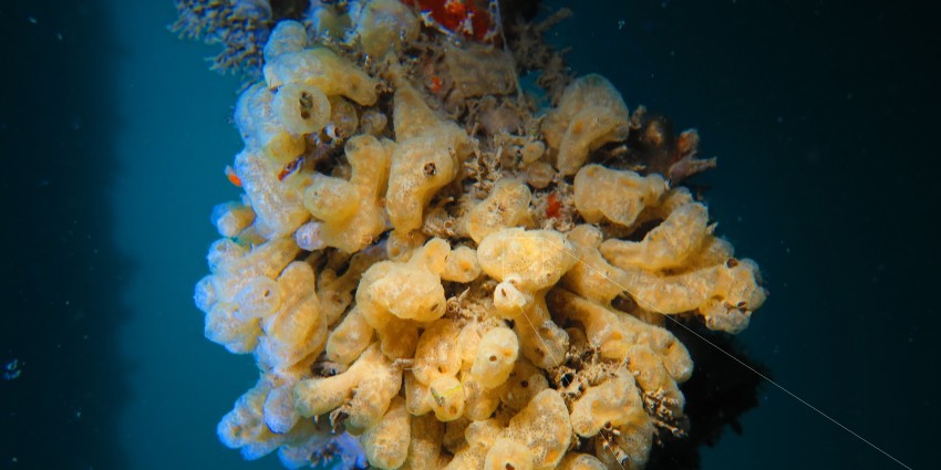 Image of marine pest Didemnum vexillum, or Carpet Sea squirt, with inset of microscopic image.