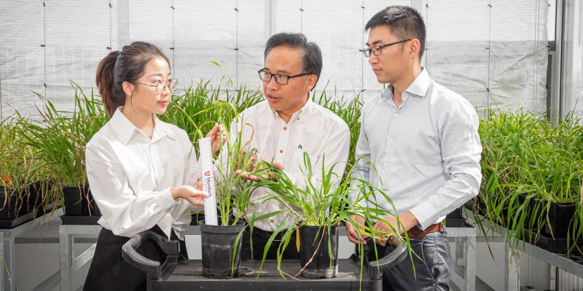 PhD student Jingye Cheng, Professor Chengdao Li, Dr Yong Han inspect gene-edited barley in Murdoch University facility