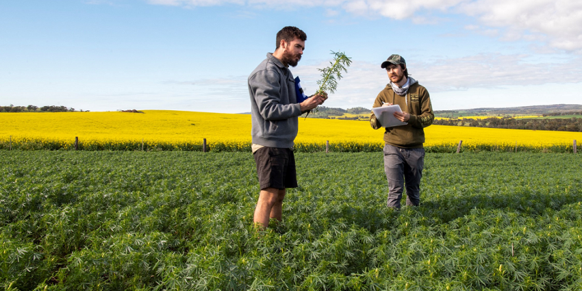 DPIRD research scientist Ben Congdon and technical officer Jono Baulch examine a canola crop as part of research into turnip yellows virus control