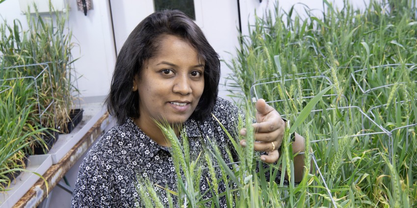 Dr Roopali Bhoite in research lab with wheat samples.