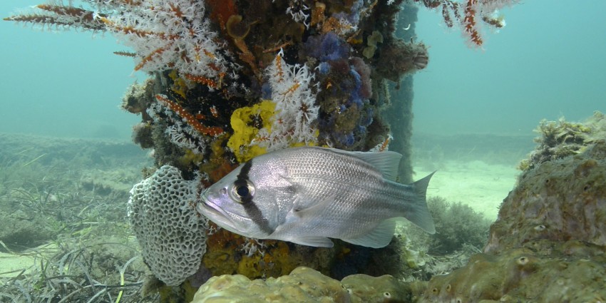 Dhufish in habitat, in front of jetty pillar covered in coral.