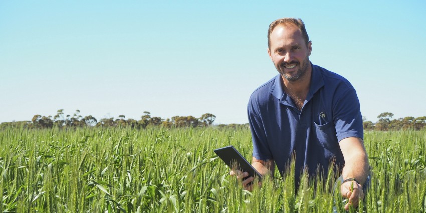 Dr Dion Nichol kneeling amongst wheat at the Merredin Research Station.