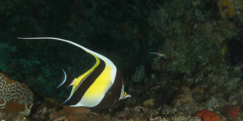Moorish Idol (tropical fish species) sighted near Rottnest Island