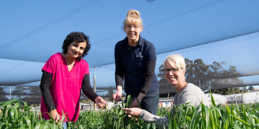 Research team Dr Manisha Shankar, Donna Foster and Dorthe Jorgensen in study wheat crop