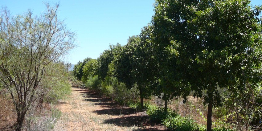 Tropical Sandalwood Trials Plantation in Carvarvon