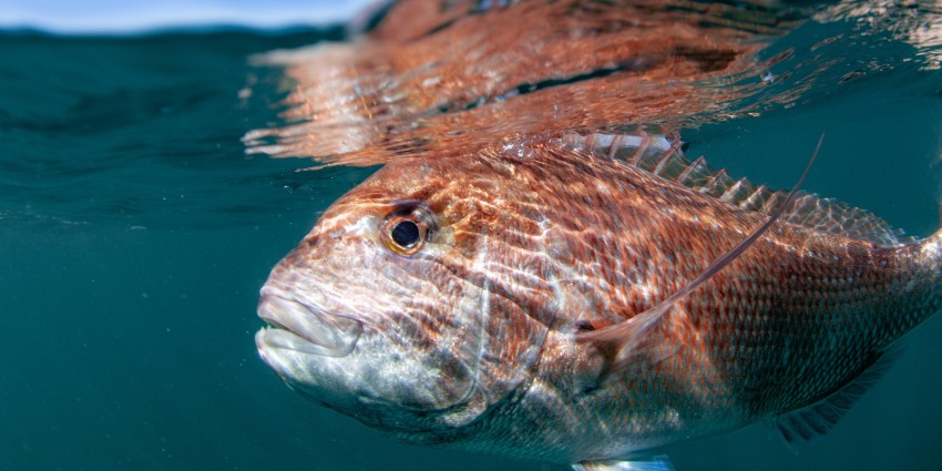 Pink snapper at sea waters surface