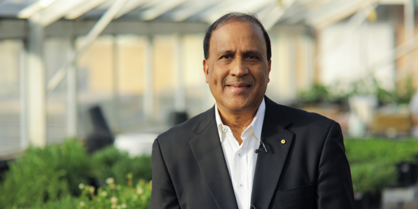 A portrait of Hackett Professor Kadambot Siddique AAM wearing a black suit. In the background is the interior greenhouse.