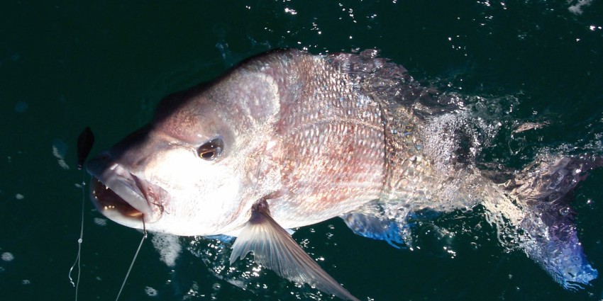 A snapper in the water on a fishing line.