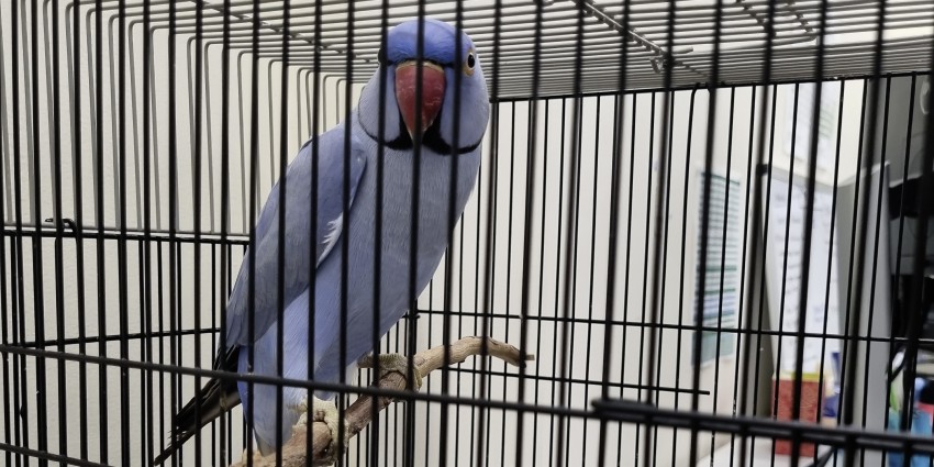 A blue bird in a cage.