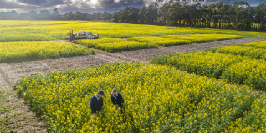 people in a canola crop