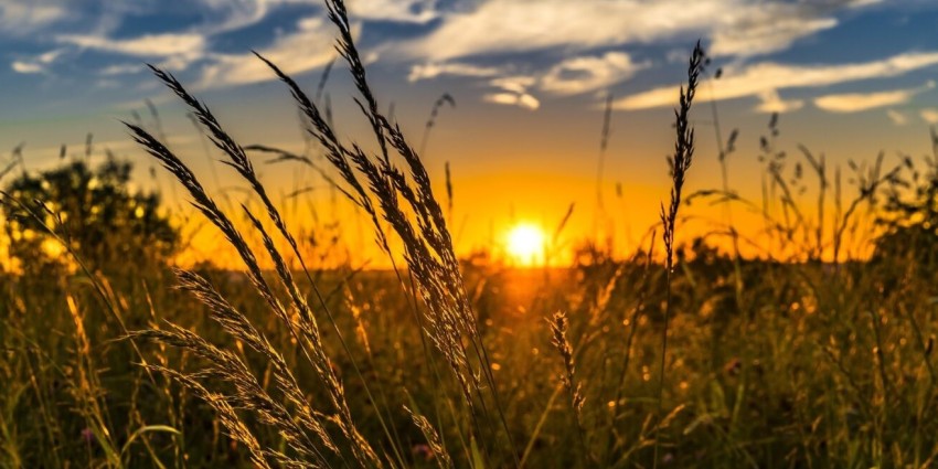 wheat crop at sunset