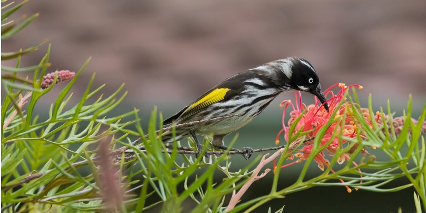 Photo of a bird feeding on the flower