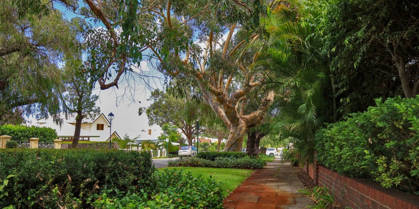 Image of a streetscape with lots of trees