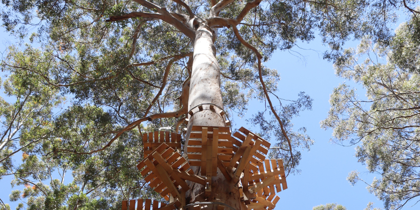 Wooden climbing equipment around a large tree