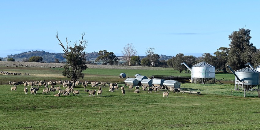 Sheep grazing near grain silos at Muresk Institude on a sunny day.