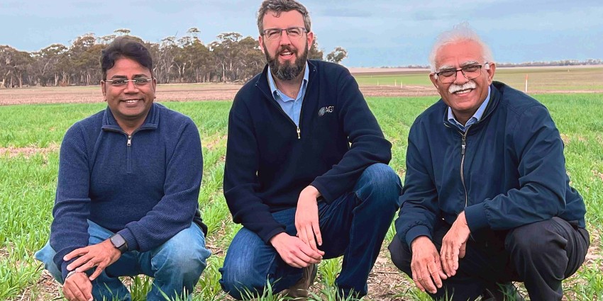 Three men crouched in a paddock with wheat seedlings.
