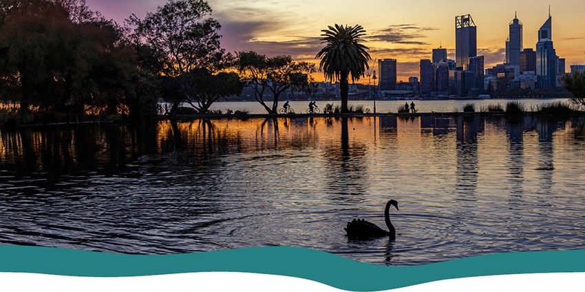 The Swan river in Perth with an orange sunset in the sky. There is a black swan swimming on the river