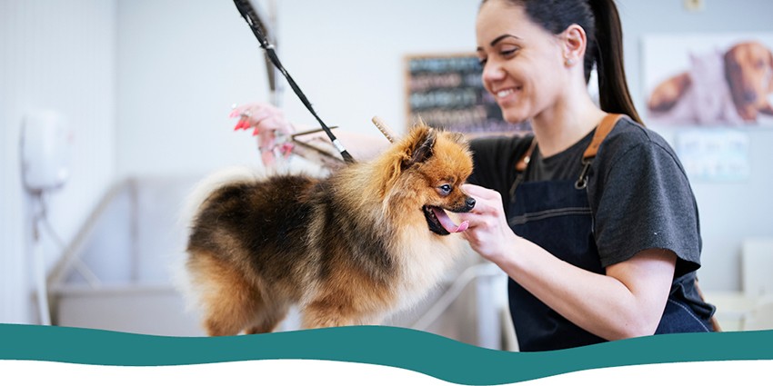 A dog groomer grooming a small Pomeranian dog 