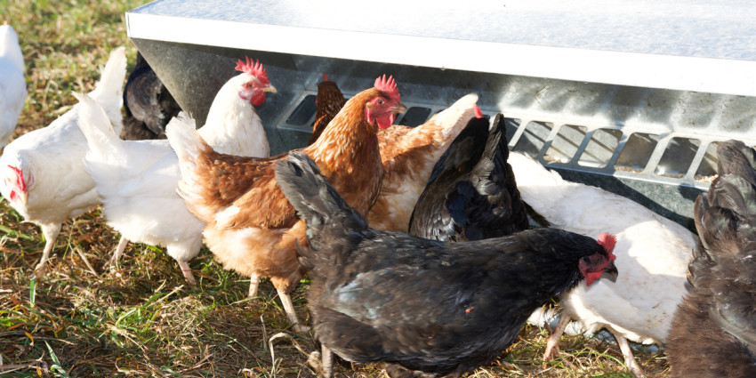 Chickens standing at bird feeder