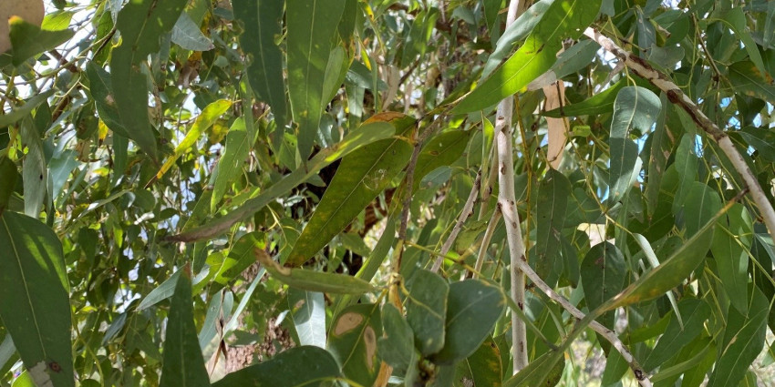 eucalyptus_tree_dwer_25 treebate