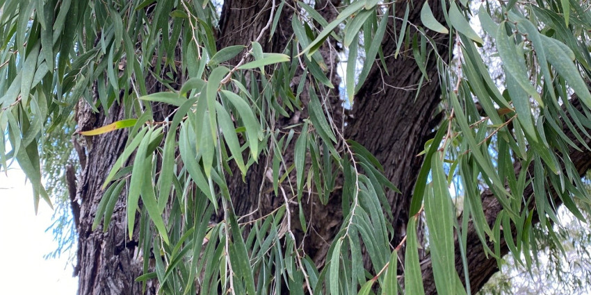 peppermint_tree_dwer_25 treebate