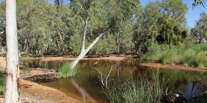 Collaboration for Weed Management at Tharra