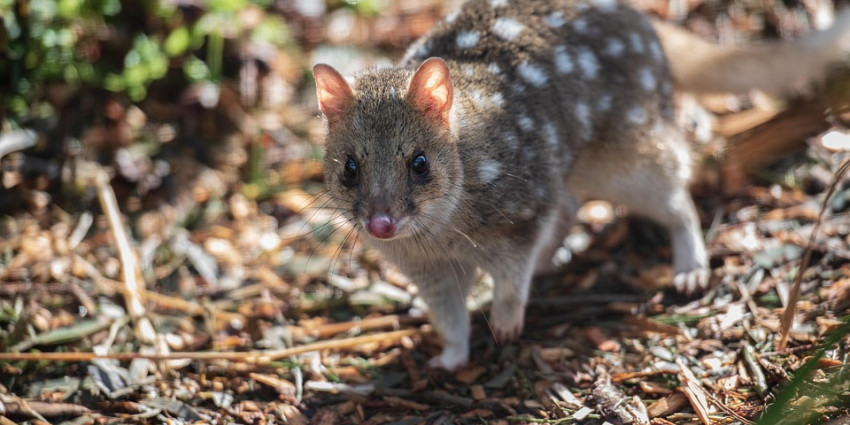 Northern Quoll