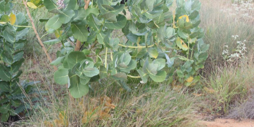Weed management at Tharra