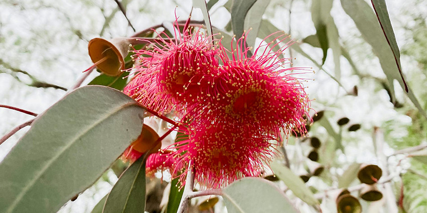 Eucalyptus caesia - commonly known as Silver Princess