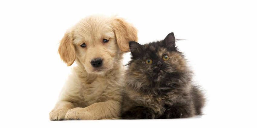 Animal welfare