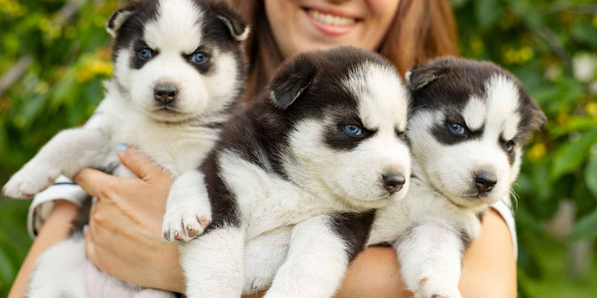 Buying from a breeder