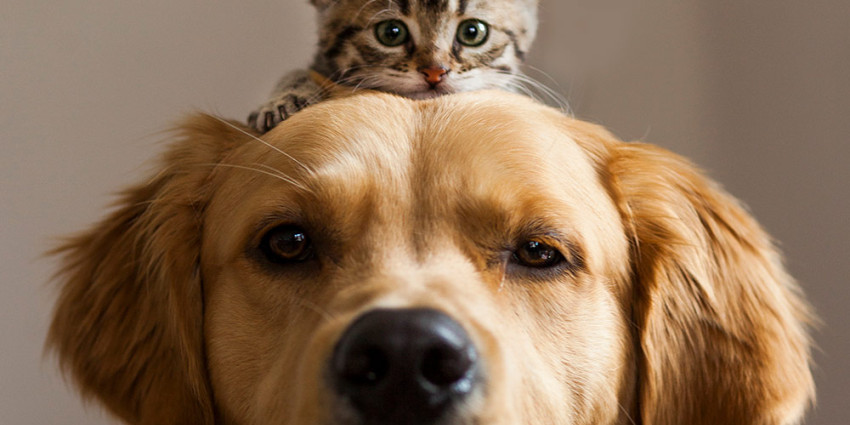 Cats and dogs