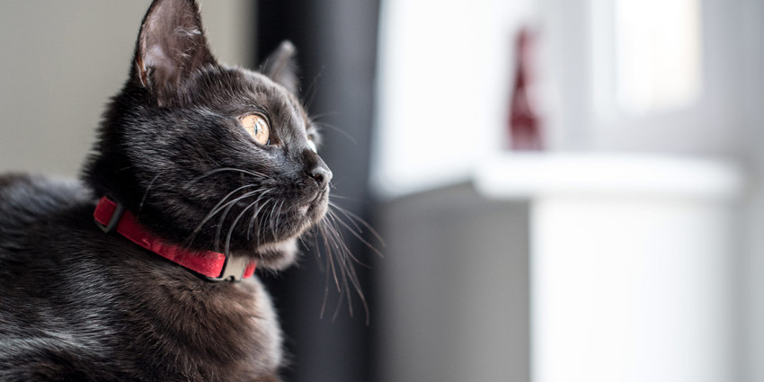 Laws for responsible cat owners